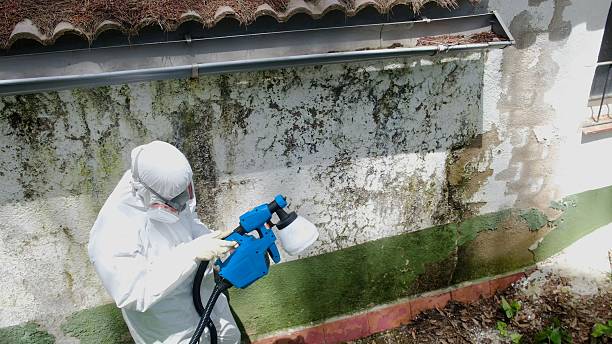 Trusted Crawl Space Mold Removal service in Quincy, MA - Cheap Mold Removal